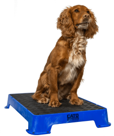 Cato Board Dog Training Platform (Surface Material: Rubber, Color: Blue)
