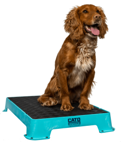Cato Board Dog Training Platform (Surface Material: Rubber, Color: Teal)